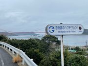 �k�P�Ă郉�C�_�[����̊C���Ղ̃n�N���N�����̓��e�ʐ^1