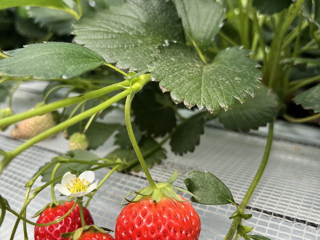 ��������ƐԂ����ꂢ�ȃC�`�S�΂���ł���_�z�J�������^�E��