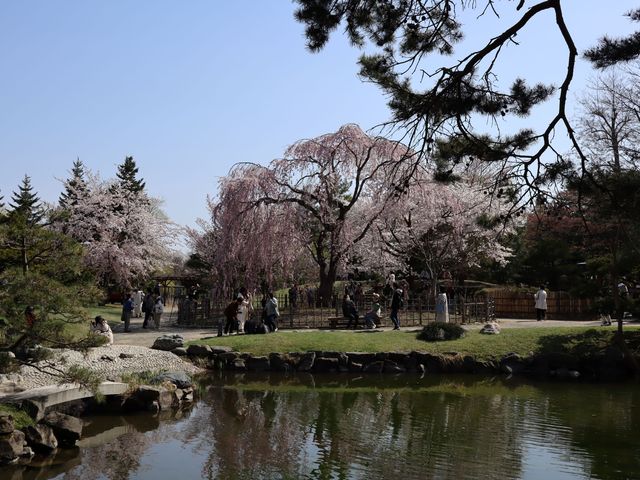 ���{�뉀�̎}����������傤�ǌ���������_��������