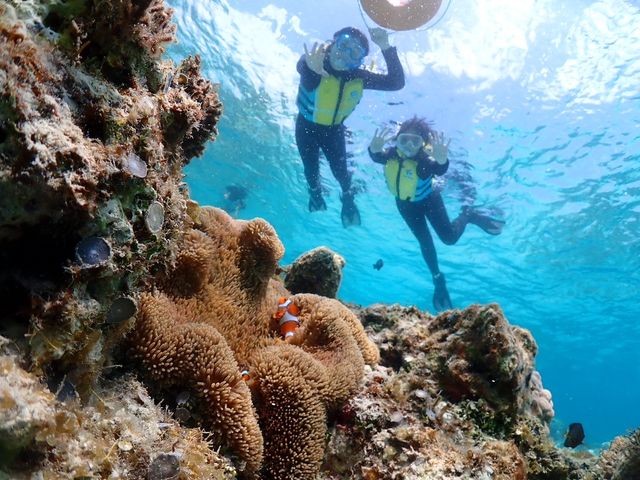 �j�����킢���I_�V���m�[�P���c�A�[�@��`��