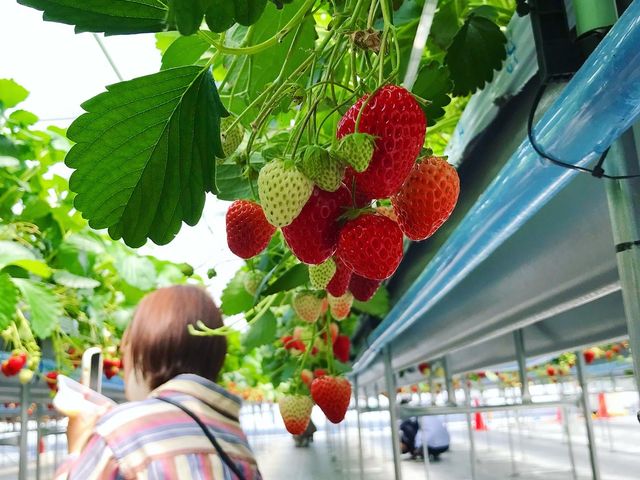 �������̐ԂƗt���ς̗΁A�f���܂��ˁB�ʐ^�B��̂ɖ����ɂȂ�߂��āA���j���E���ڂ���������B_�P���P���̓m