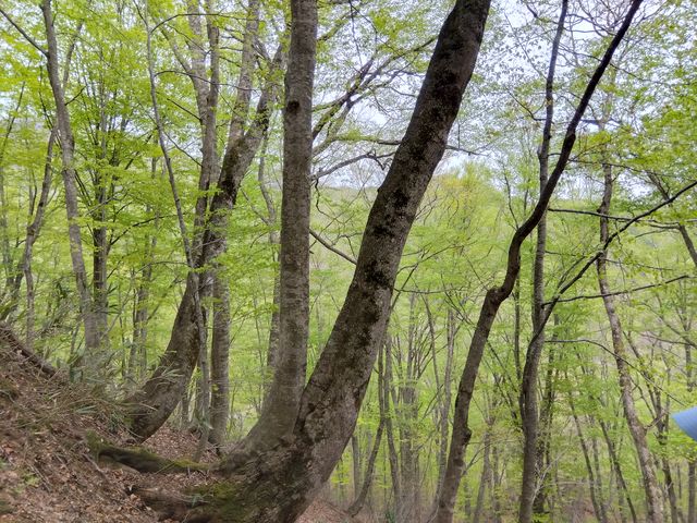 ��N���Ⴊ�c���Ă��Ȃ��Ƃ̂��Ƃł����B��t�̏_�炩�ȗ΂����Ă��ł����B_���_�R�n�K�C�h��