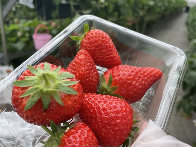 �傫���Đ^���ԂȂ��������������񂠂�܂����I_�֍��_��