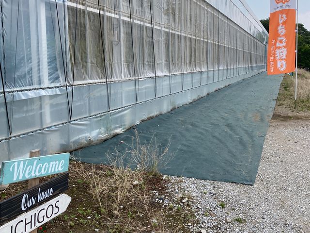 ichigos yokohama - �C�`�S�X���l_ichigos Yokohama-�C�`�S�X���l