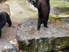 クマちゃん - 奥飛騨クマ牧場のクチコミ - じゃらんnet