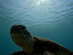 W[X̃I[X[Vm[P{Óւ̓eʐ^1