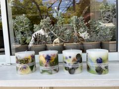 ɂ肳shica shica candleւ̓eʐ^1