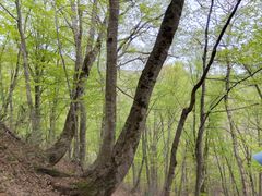 �S�}����̔��_�R�n�K�C�h��ւ̓��e�ʐ^1