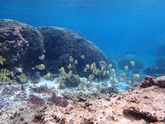 }[[̃I[X[Vm[P{Óւ̓eʐ^1