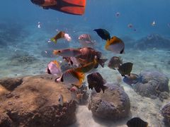 ݂̐̓A@Dive@ւ̓eʐ^1