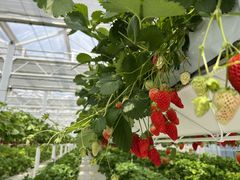 ܂ӂ񂳂ichigos Yokohama-C`SXlւ̓eʐ^1