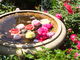 �j�R����񂳂�̍`�̌�����u�����ւ̓��e�ʐ^3