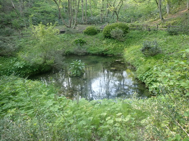 �}�C�a�n�n����̉����̗��̓��e�ʐ^1