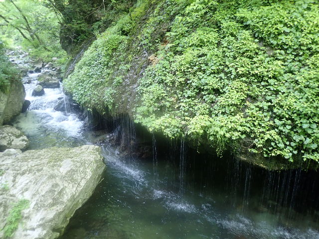 �}�C�a�n�n����̐_��̑ꎩ�R�����̓��e�ʐ^1