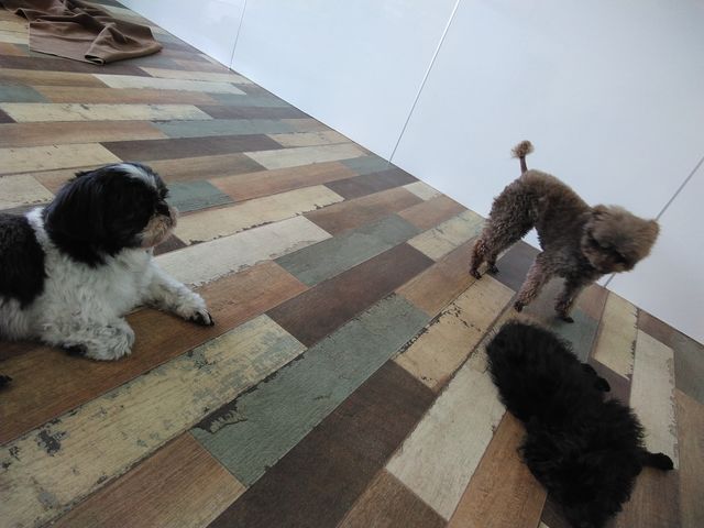 �ݐ�_���J�t�F�@�L�J�t�F�@�͂��イ�ރJ�t�F�@�A�j�}���J�t�FMILK