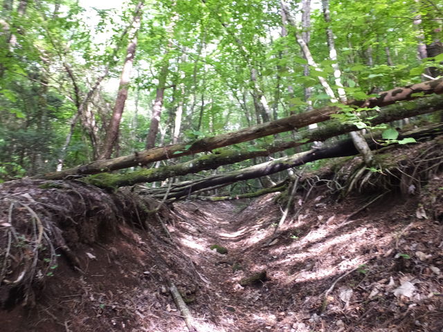 ���ɂ͓����ǂ���Ă��鎖��_������� Mt.Fuji Nature Travel