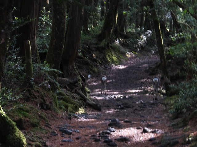 ̐eqɑ_ Mt.Fuji Nature Travel