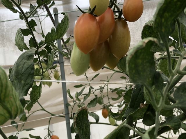 ��Ȃ�̐V�N�~�j�g�}�g_�f���V���X�t�@�[��