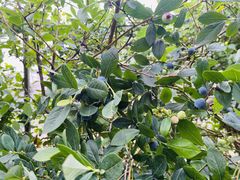 ݂ĉЂu[x[K[fւ̓eʐ^2