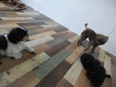 JtF@LJtF@͂イރJtF@Aj}JtFMILK̎ʐ^1