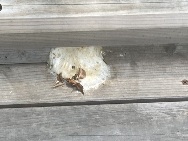 �����A�I�K�G���̗�_���