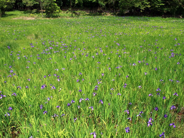 �C�C�ꃉ�C�_�[����̓񔽓c���r�J�L�c�o�^�Q���n�̓��e�ʐ^6