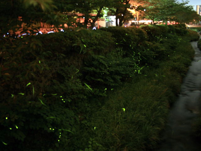 �Q�O�����납�猩��܂�_��̍��