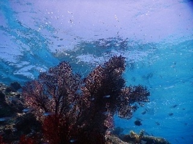 �A�J�C�\���Ƃ��Ă��L���C_����ف[���X