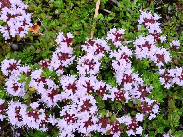 ���킢�����R�A���������ς��B_���n�ܗ����R�A����