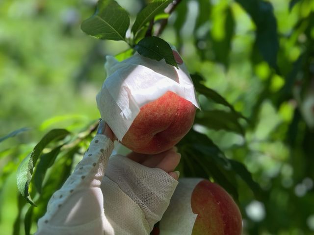 �ǂ���������������ł��I_��܂Ȃ��t���[�c����Ղ��Ղ�