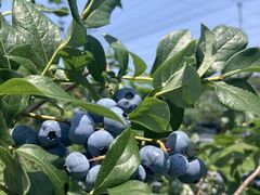 �Ƃ����[����̃t�t���x���[�K�[�f���ւ̓��e�ʐ^1