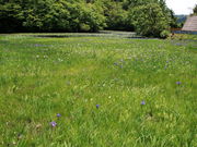 �C�C�ꃉ�C�_�[����̓񔽓c���r�J�L�c�o�^�Q���n�̓��e�ʐ^4