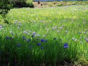 �C�C�ꃉ�C�_�[����̓񔽓c���r�J�L�c�o�^�Q���n�̓��e�ʐ^5