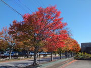 ڂ炳̒lbgn[o[̓eʐ^1