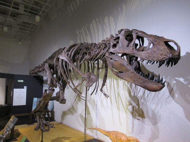 �e�B���m�T�E���X ���b�N�X �A�C���@���i���́j_�����s�Ȋw��