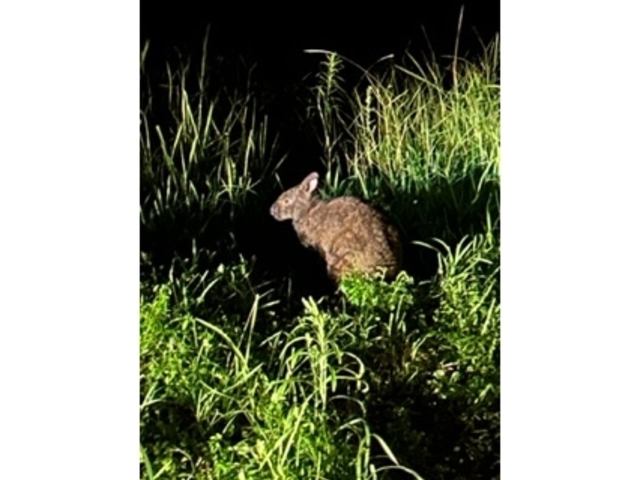 �B��Ă������H_���FTokunoshima