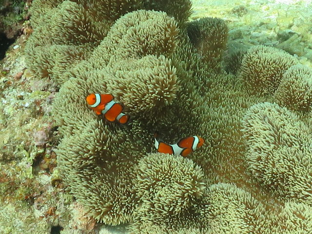 �X�^�b�t�̕����킴�킴���܂Ő����ĎB���Ă��ꂽ�ʐ^�ł��B�j���ɉ�Ċ����������ł�(*^-^*)_�I�[�V�����N���t�g�E�f�B�[�V�F���^�[