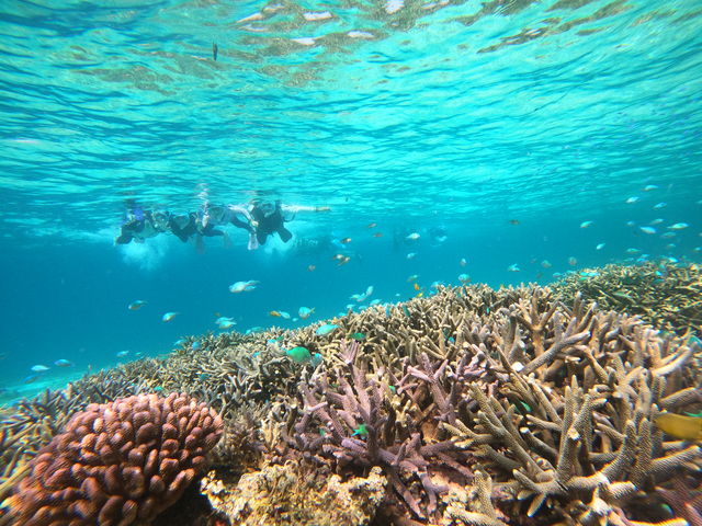 ���d�����̍L��ȃT���S�Q�Ƒ�R�̋��B_Cheerful �{�Ó�