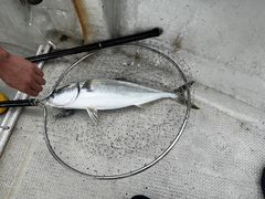 �ނ�D�܂邩�̎ʐ^1