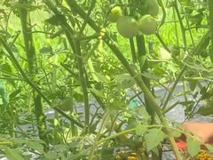 ͂炿񂳂̃R~jP[Vt@Ng[ւ̓eʐ^2