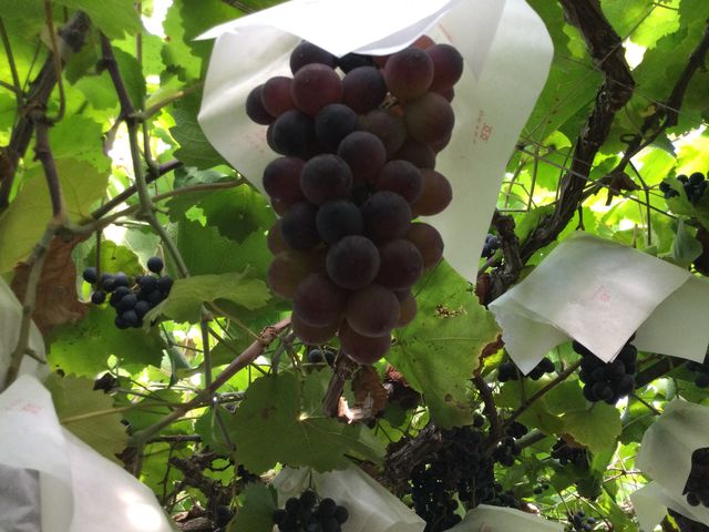 1�[�����h�ő傫��_�܂邩��_��(�����s�ό��Ԃǂ��Z���^�[�����x��)