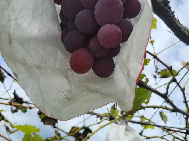 �傫�Ȏ��ł��܂��A�Ԃǂ��ł���!_�������