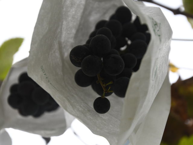 R̂ԂǂĂ܂_ObˊόuhE