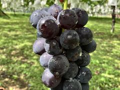 �ʁ[����̍��ȂԂǂ����ւ̓��e�ʐ^2