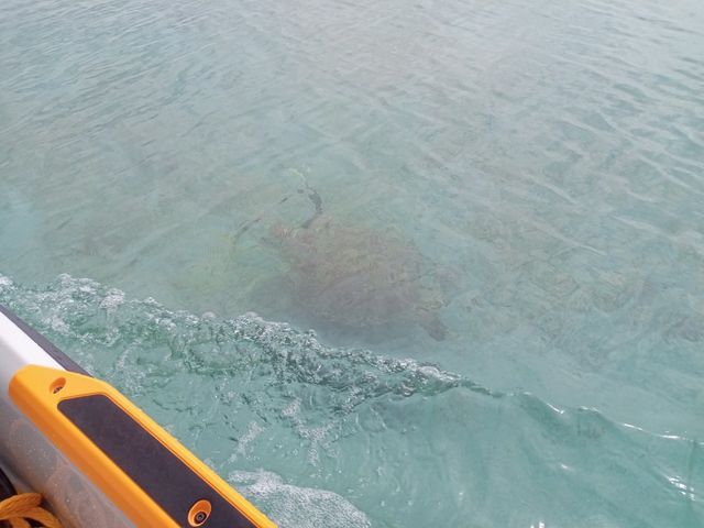 �J���ƕ���_�}�����K�C�h�C��(����Ԃ�)