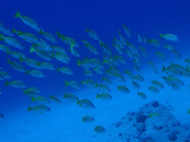 �����̂����ʐ^�I_�}�����N���u�J�i���A