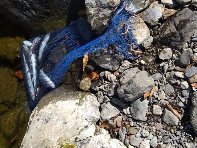 ���������ǒނ�܂���_�w�����_��(���̂�)���ۃ}�X�ޏ�