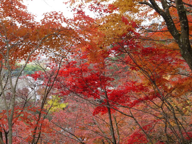 ^ԂɐFÂ~WłČĂ悩ł_ؑ񂲉