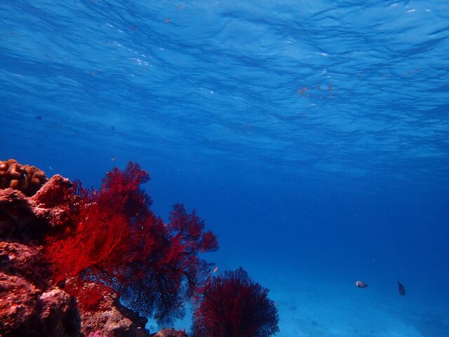 �ԃT���S_���l���V�ѐ��X�@mine