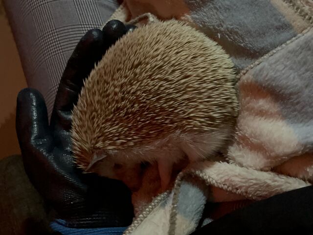 �`�F�_�[�����_�ߑO2���̃n���l�Y�~����